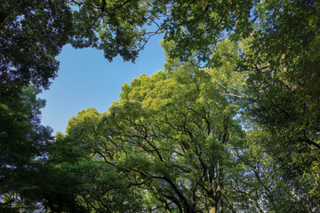 都心散歩　小春日和の浜離宮