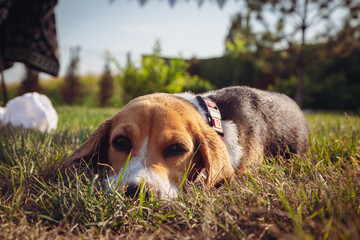Beagle puppy relaxing on grass in backyard during summer day