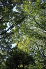 Fototapeta premium 都心散歩 小春日和の浜離宮