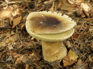 Mushroom in moss and needles