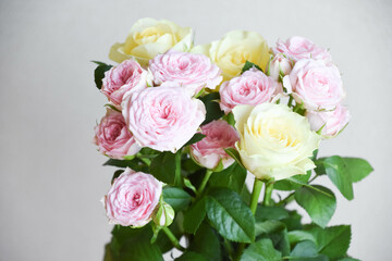 黄色とピンクのばら