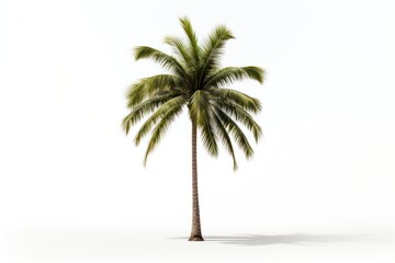 Fototapeta premium Plant tree white background tranquility.