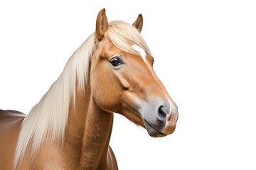 Obraz premium Horse animal mammal white background.