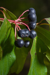 Cornus sanguinea, the common dogwood or bloody dogwood black berries among bright foliage. Vertical soft focused macro shot