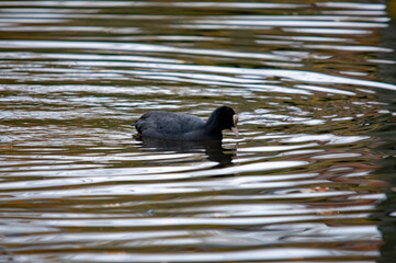 Ente auf dem Wasser