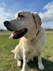 Labrador dog