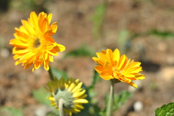 Obraz premium yellow flower in the garden