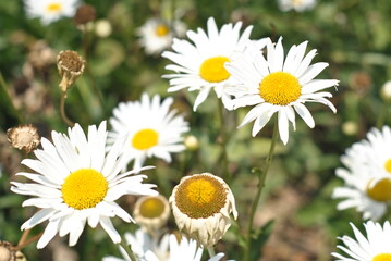 Fototapeta premium daisies on a meadow