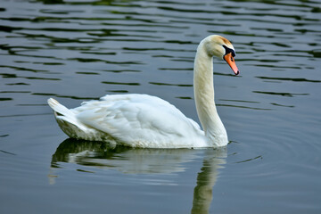 Naklejka premium Swans and birds in nature on the river. Water animal lake concept. A beautiful white swan swimming on the surface of a river. A swan swims on the surface of a river in nature with beautiful white.