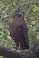 Crested Serpent-eagle, (Spilornis cheela), perched in a tree, Bharatpur Bird Sanctuary, Keoladeo National Park, Bharatpur, Rajasthan, India.