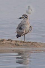 Great Thick-knee or Great Stone-curlew, (Esacus recurvirostris), standing on the banks of the River Chambal, Rajasthan, India.