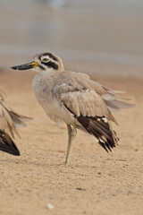 Obraz premium Great Thick-knee or Great Stone-curlew, (Esacus recurvirostris), standing on the banks of the River Chambal, Rajasthan, India.
