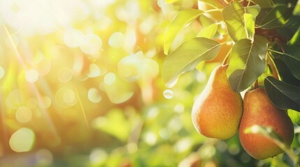 Sunlit Pears on a Branch