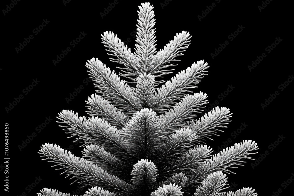 Poster A simple yet striking image of a pine tree in monochrome, ideal for use as a design element or for adding a touch of rustic charm to any layout
