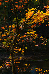 Autumn orange leaves glow with sunlight