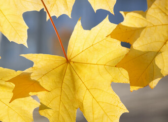 Maple leaves close-up. Yellow leaves on a blue background.