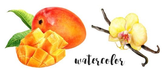 Hand-Painted Watercolor Mango and Vanilla Botanical Illustration