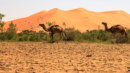 Two camels running in a greenery in front of Erg Chebbi dunes. Merzouga. Sahara desert. Morocco....