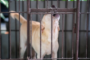 Obraz premium Brown dog inside the cage.