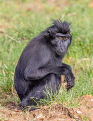 Sulawesi crested macaques