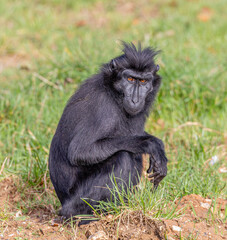 Sulawesi crested macaques