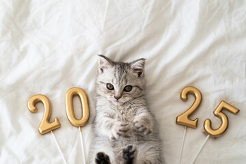 A cute tabby kitten of the Scottish straight cat breed sits on a knitted blanket. Good New Year...