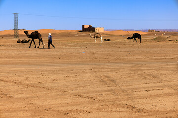 A group of camels and their herder at midday in Merzouga desert area. Sahara. Morocco. Africa