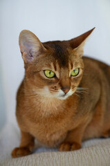 Porträt einer Abessinier Katze