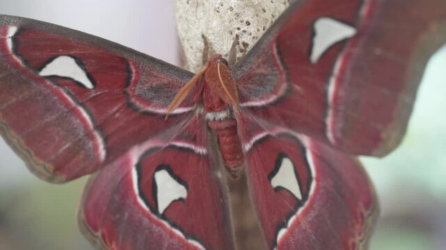 Dorsal View Of Attacus Atlas Moth Right After Emerging From Its Cocoon. - closeup shot