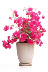 Bougainvillea blossom flower plant.