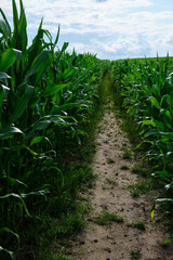 Naklejka premium Green corn field with corn cobs. Corn green field.