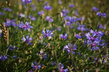 A lot of blue flowers as a background. Wild blue flowers and grass closeup.