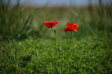 Bright red poppies on a green background in sunny weather