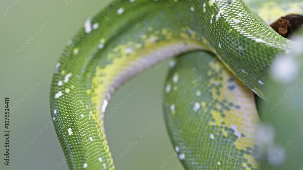 Aufkleber close-up of a green tree python with detailed scales and vibrant colors on a soft blurred background