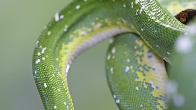 Close-up of a green tree python with detailed scales and vibrant colors on a soft blurred background