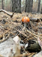 Mushrooms in an autumn wood. 
Fly agaric, porcini mushroom, chanterelle mushrooms, wild, nature