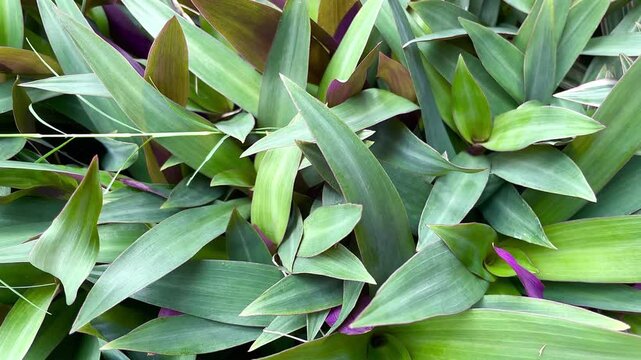 Tradescantia spathacea (oyster plant, boatlily, Moses in the cradle, adam hawa) with a natural background.