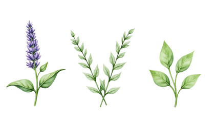 Obraz premium Lavender and various herb illustrations for a fresh botanical design