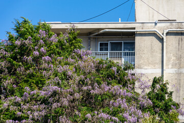 野良の藤の花20220417-3