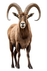 Fototapeta premium Alpine Ibex livestock wildlife standing.