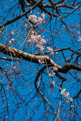 青空と咲き始めた桜の枝20230319