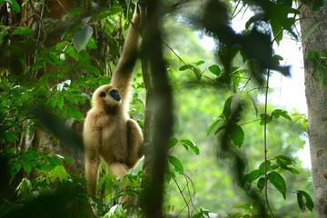 White-Headed Gibbon Playing on Liana Vines in Khao Yai National Park, Thailand
