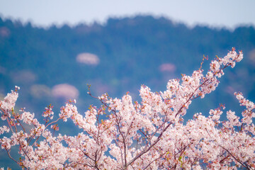 春の日差しの中の桜20230401