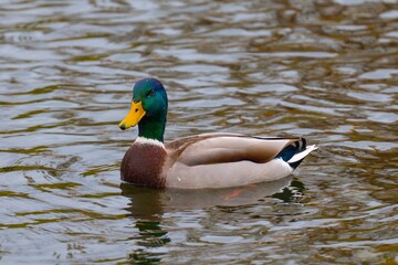 A Mallard Drake on a Cost of Lake. Beautiful Scene of a Male Duck Floating Peacefully on the Water. Tranquil Nature Setting with Reflections in the Calm Lake.