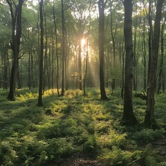 Obraz premium Serene Sunlight Filtering Through Lush Forest Trees