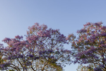 Naklejka premium Purple jacaranda tree under the morning sunlight.