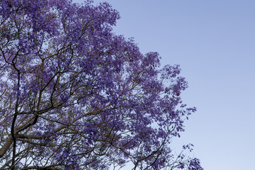 Blooming purple jacaranda flowers on blue sky.