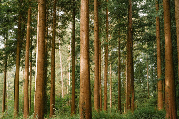 Green forest scene. Tall pine tree trunks, lush green vegetation, late summer early morning light,...