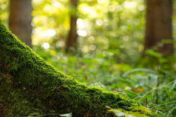 Mossy tree stump roots in a forest. Close up shot, low angle shot, shallow depth of field, no people
