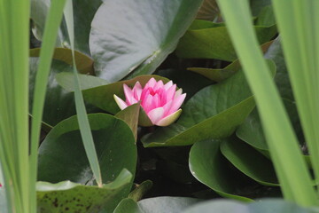A blooming pink water lily nestled among green leaves in a tranquil pond during a sunny afternoon